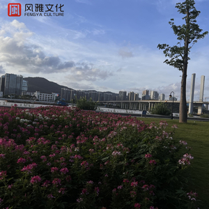 森日向子无码播放
